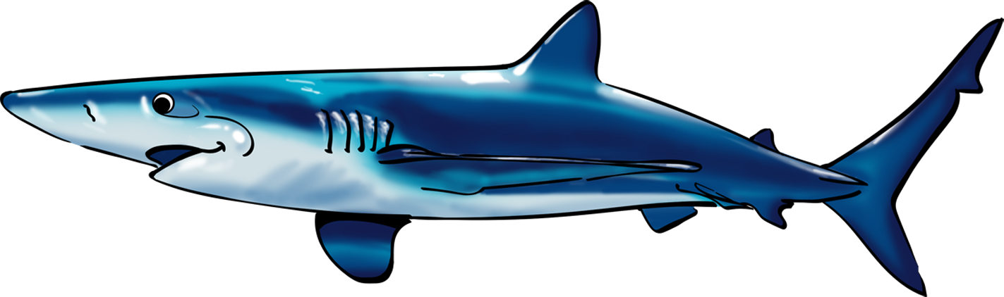 Simon The Shark - Tiger Shark (1423x422)