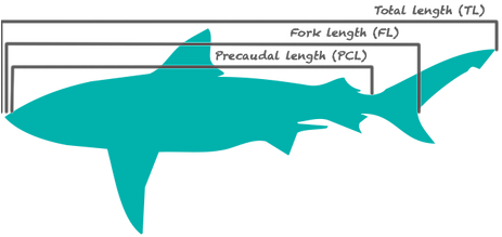 Department Of Agriculture, Forestry And Fisheries - Squaliformes (466x286)
