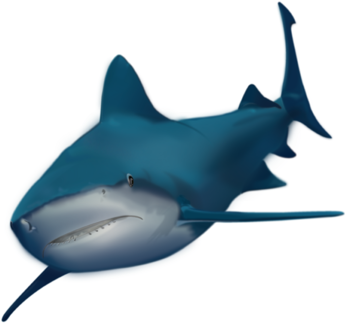 See It Live - Great White Shark (840x792)