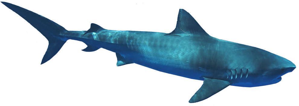 C - Bronze Hammerhead Shark (1000x358)