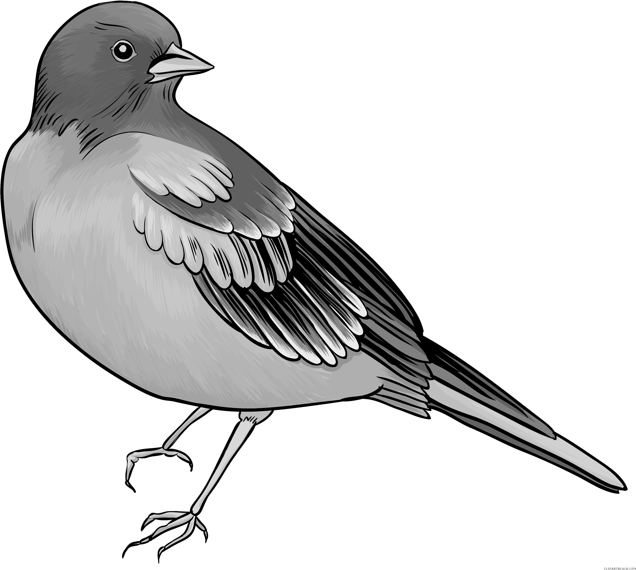 Amazing Bird Animal Free Black White Clipart Images - Clip Art (2500x2241)