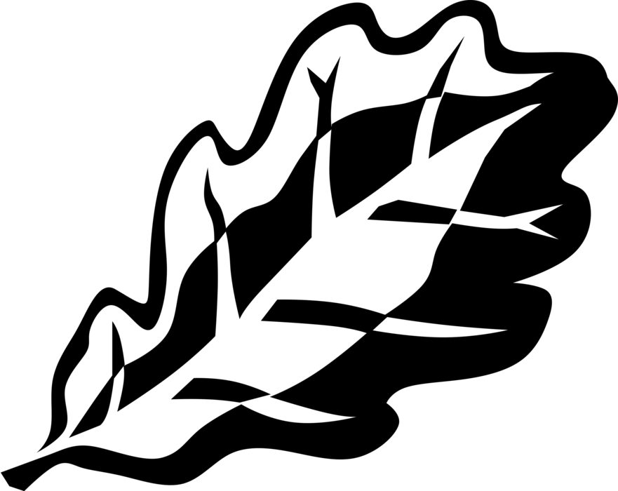 Vector Illustration Of Deciduous Forest Tree Oak Leaf - Illustration (881x700)