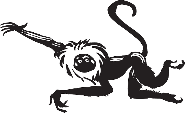 Fur Monkey, Black, White, Art, Leaping, Animal, Tail, - Gambar Monyet Hitam Putih (640x391)