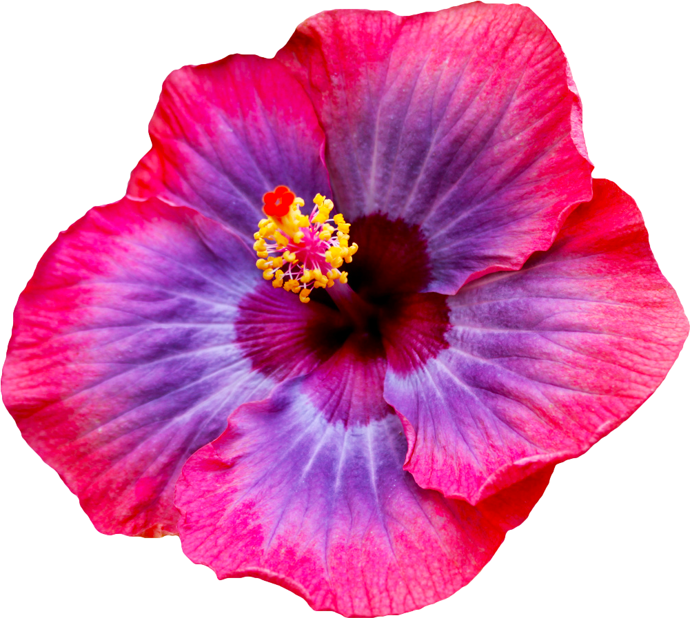Red Hibiscus Flower Clipart - Hibiscus Flower Transparent (1001x897)