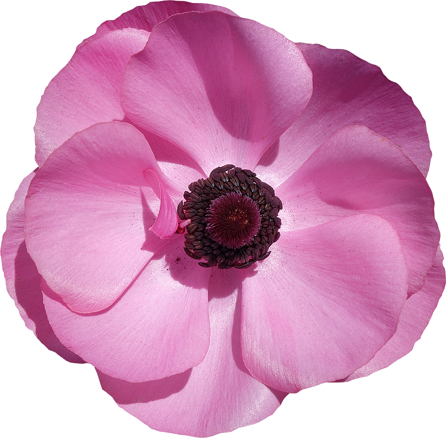 Bégonia Détourée © Www - Fleur Anémone Png (900x884)