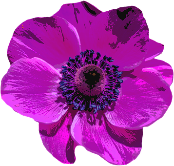Poppy Blossom Bloom Flower Purple Nature C - Poppy (357x340)