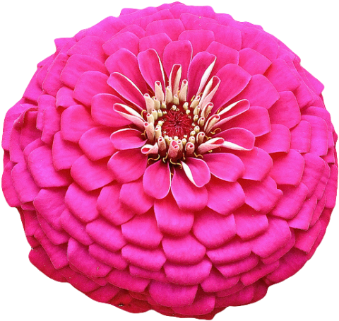 Pink Flower From The Zinnia Genus - Pink Flower Transparent Background (500x471)