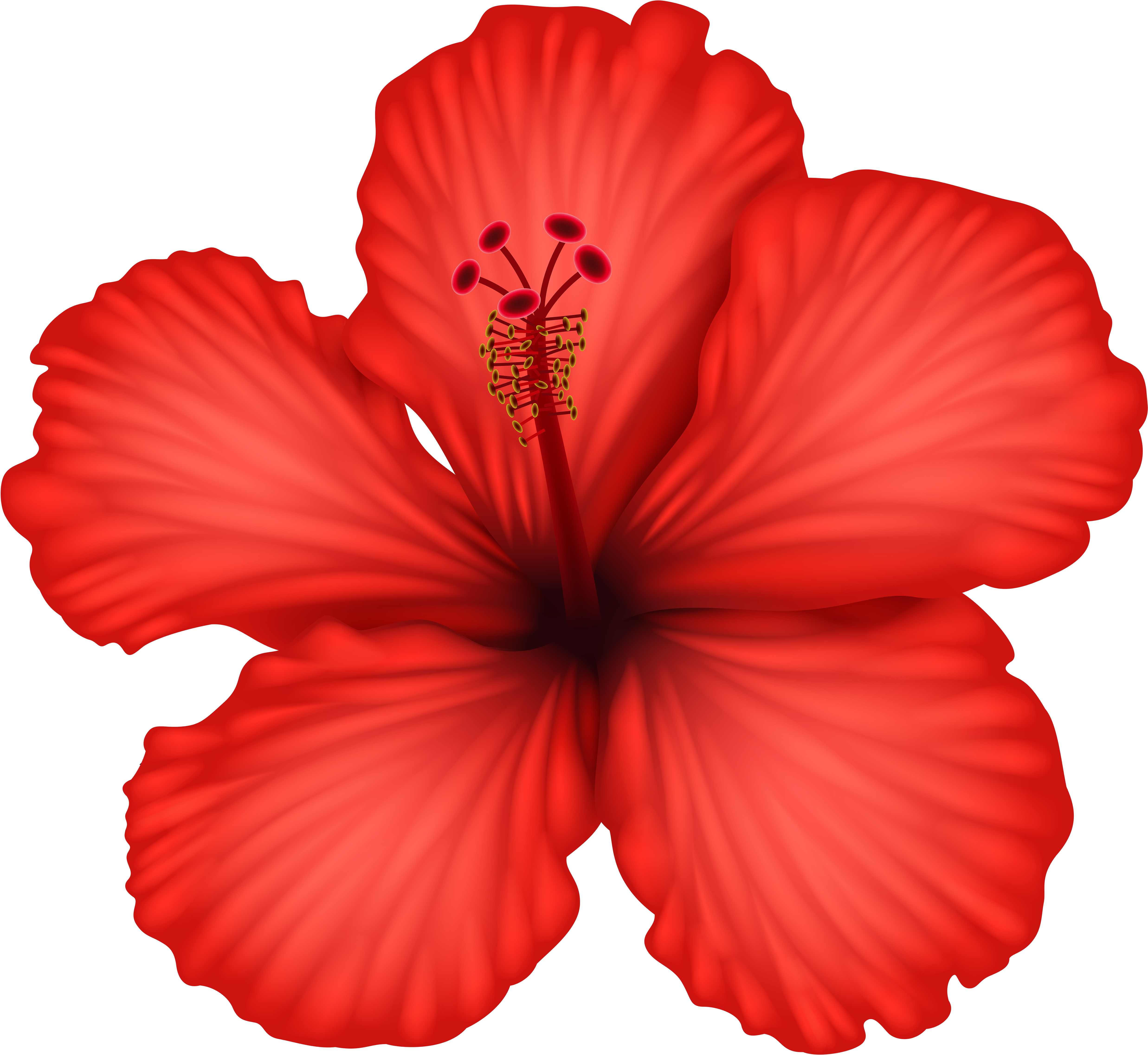 Red Hibiscus Png Clip Art - Hibiscus Flower Transparent Background (5000x4577)