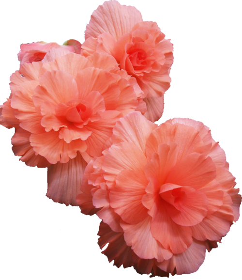 Flowers Tumblr Transparent Yh - Flowers Transparent (500x578)