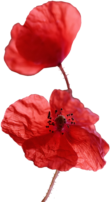 Png Клипарт Цветы - Chinese Hibiscus (562x800)