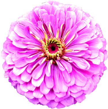 Flower Image Gallery Flower - Jungle Flower Png (399x399)