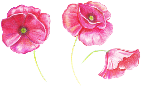 Hand Drawing Sketch Poppy Flower - Drawing (550x401)