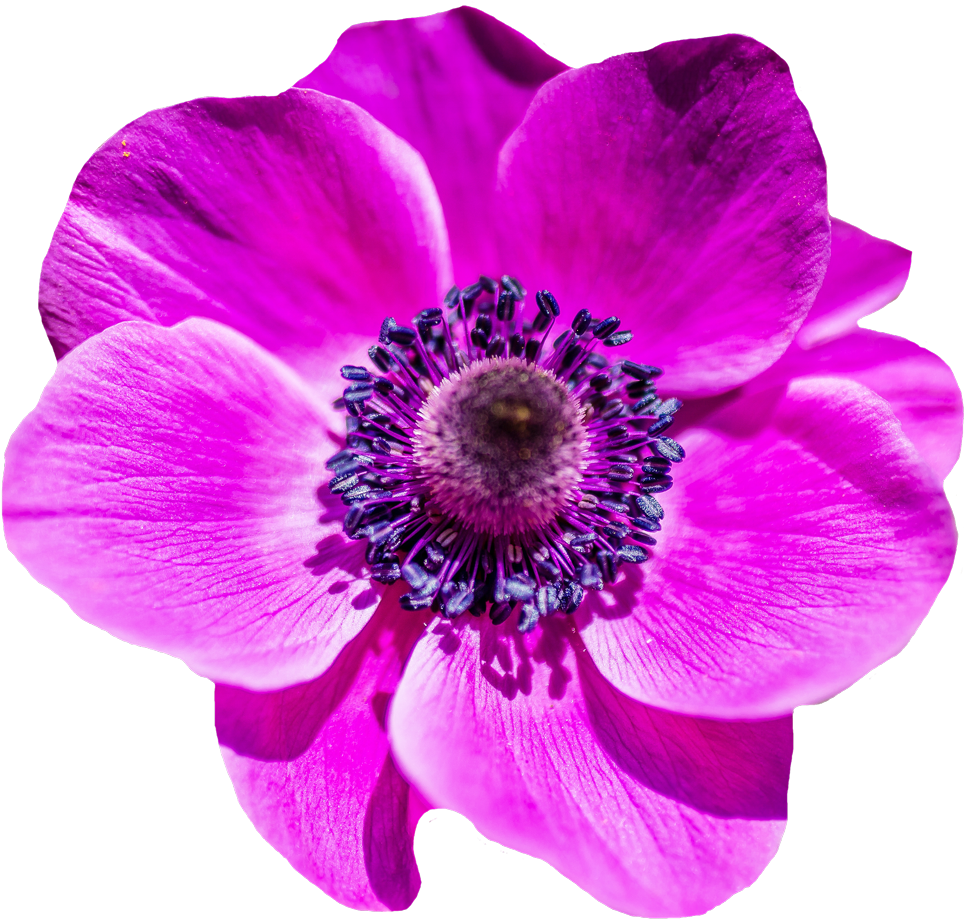 Flower Png Transparent Image - Flower Png (1000x972)