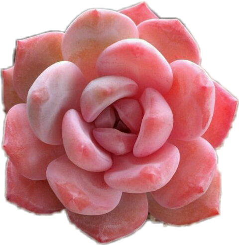 The Less Png Wanted - Pink Succulent Png (480x492)