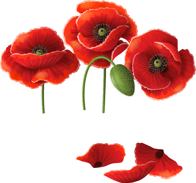 Png Клипарт "beautiful Flowers" - Poppy Vector Free Download (764x713)