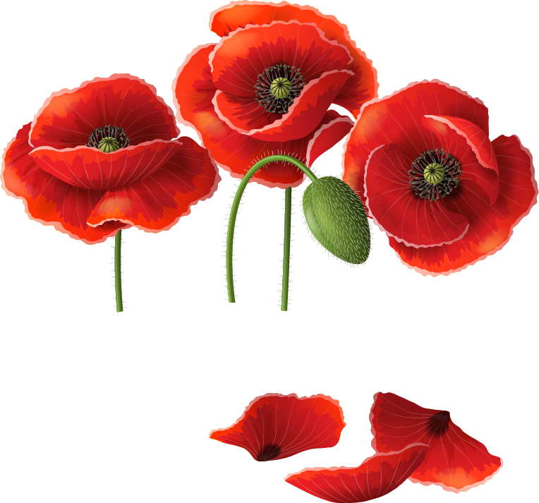 Poppies png. Мак Поппи. Мак цветок на белом фоне. Мак на прозрачном фоне. Лепесток мака.