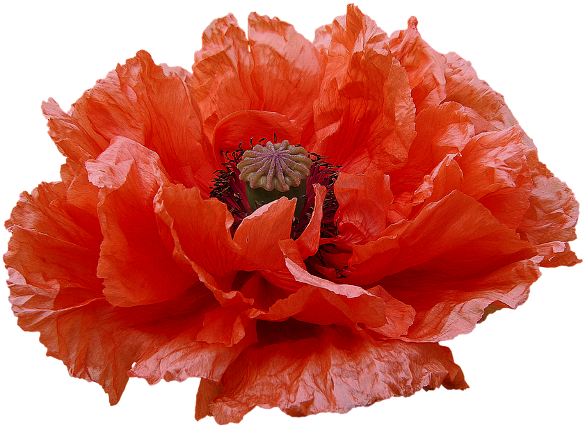 Poppy, Red Flowers, Transmission, Flowers - Common Poppy (960x720)