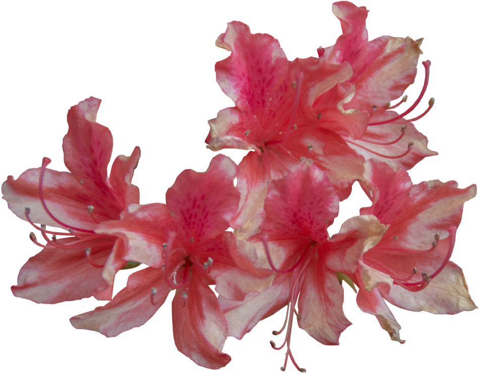 May 2015 Red And White Flowers Png - Pink And White Flowers Png (1024x763)