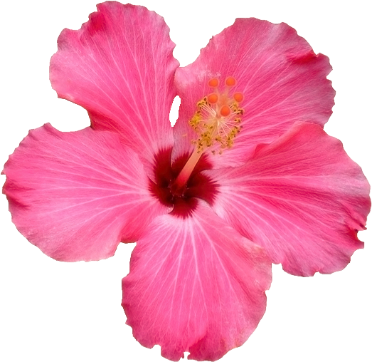 Transparent Flowers - Pink Hibiscus Transparent (565x556)