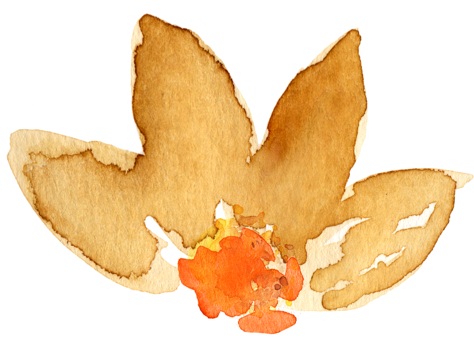 Free Fall Watercolor Floral Clip Art- So Pretty - Maple Leaf (1662x1272)