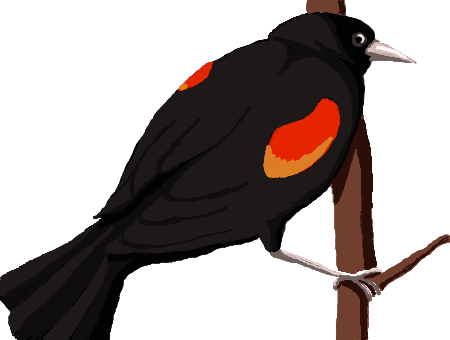 Blackbird Doodle By Colorful-yak - Red Winged Blackbird (450x340)