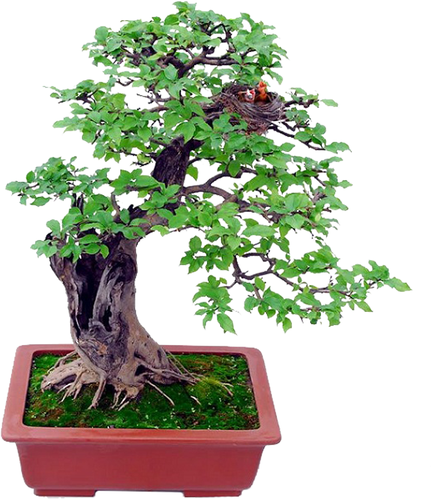 Bonsai Basics Beginning Bonsai - Bonsai Basics Beginning Bonsai (2480x2480)
