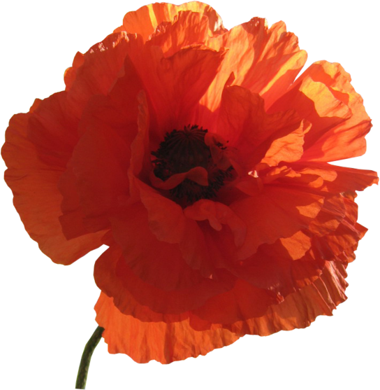 Common Poppy Flower Clip Art - Common Poppy Flower Clip Art (544x557)