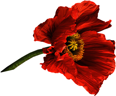 Poppy Flower Painting Clip Art - Poppy Flower Painting Clip Art (546x460)