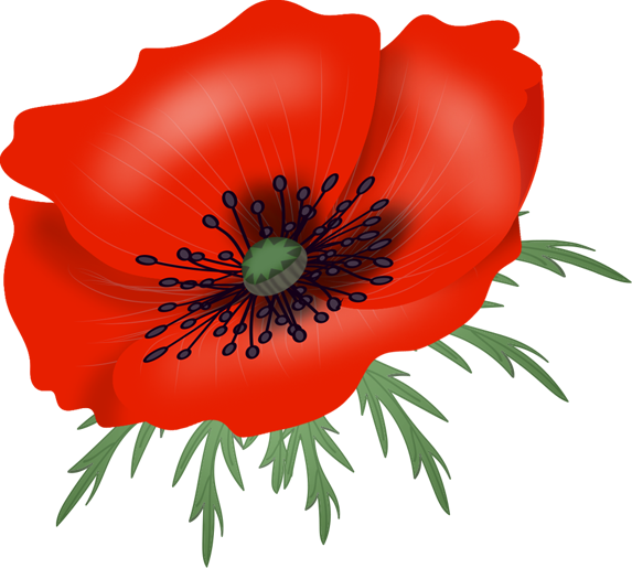 Poppy 573*515 Transprent Png Free Download - Poppy 573*515 Transprent Png Free Download (573x515)