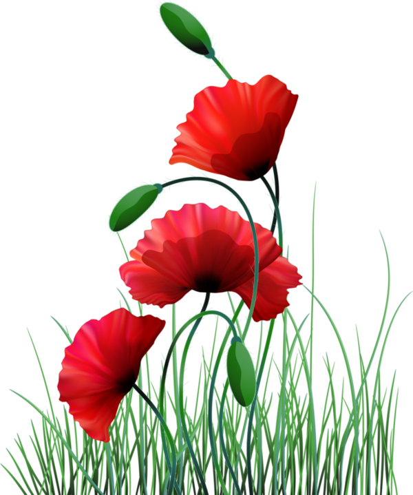 Tubes Fleurs - Пнг На Прозрачном Фоне Маки (600x719)