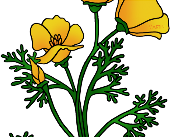 Poppy Clipart California State Flower - California Poppy Clip Art (640x480)