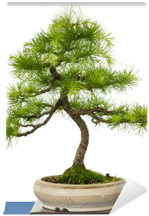 Grüne Europäische Lärche Als Bonsai Baum Wall Mural - Sageretia Theezans (400x400)