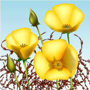 Mexican Poppies - Eschscholzia Californica (352x352)