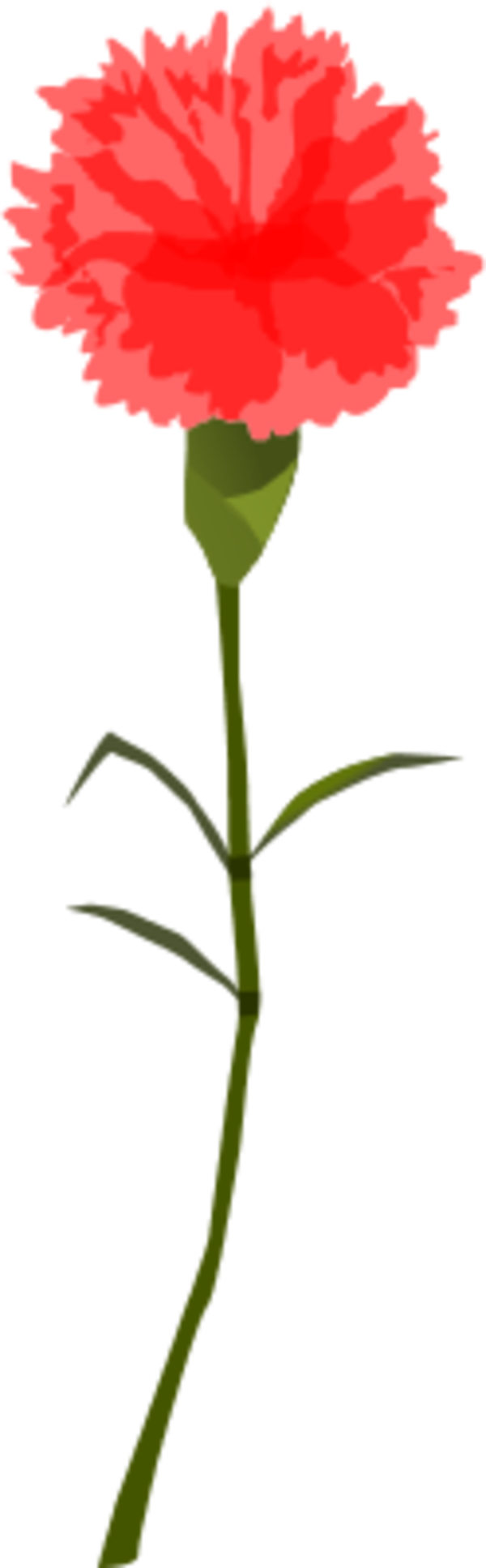 Carnation Clip Art Photo - Carnation Png Transparient (600x1935)