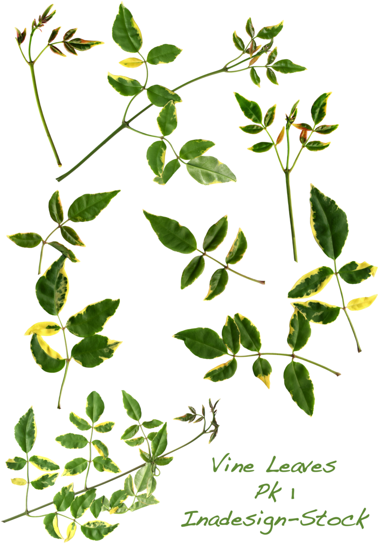 Vine Leaves Pk - Stock (800x1131)