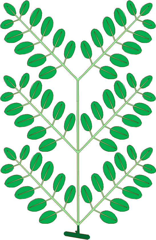 Leaf Morphology Type Bipinnately-compound - Tree (590x870)
