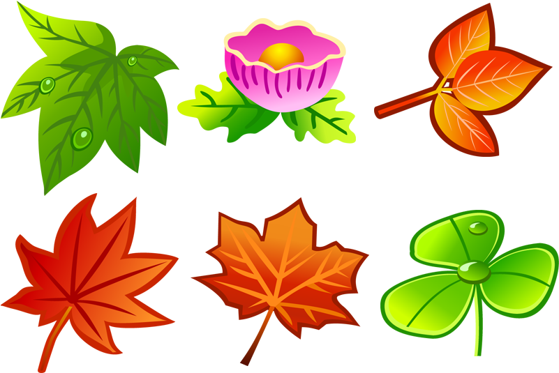 All Types Of Leaves (800x600)