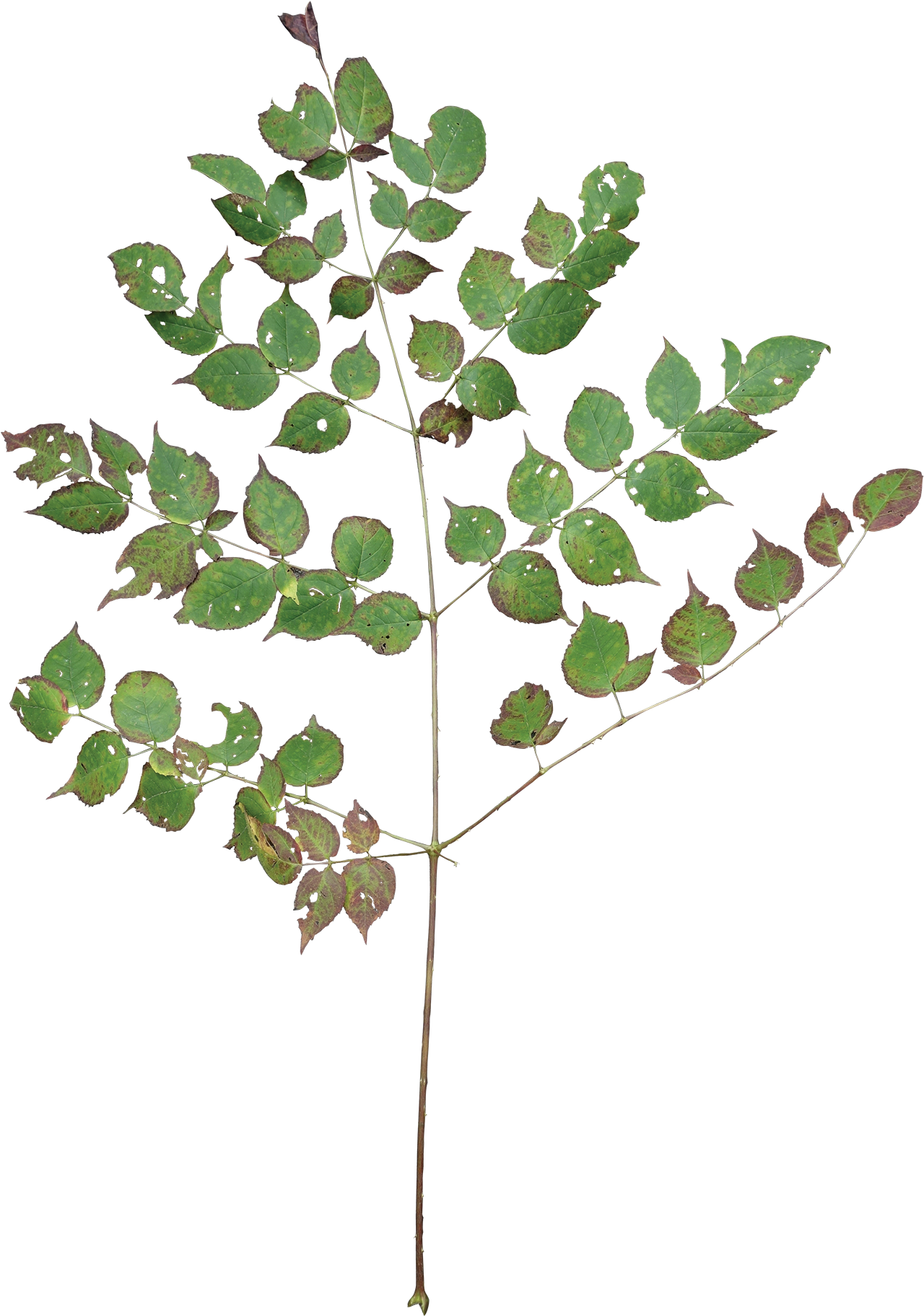 Stick Tree - Devils Walking Stick Leaf (1375x2000)