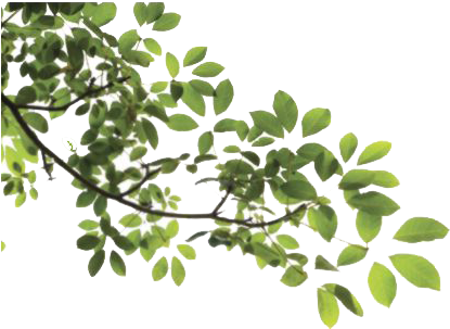 Tree Leaves - Branch With Leaves Png (515x416)