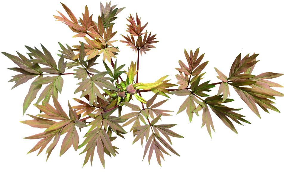 Leaves, Buds, Peony - Peony (960x610)