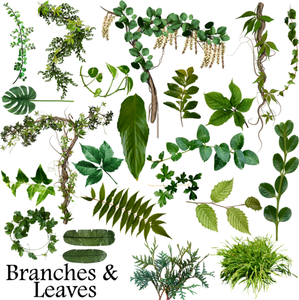 Share This Image - Leaves Psd (598x600)