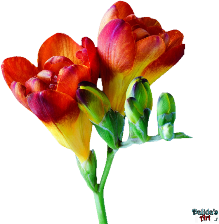 Makiskan 13 2 Flower - Freesia Flower Png (800x838)