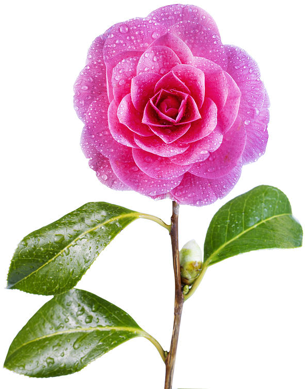 Camellia - Camélias Em Fundo Branco (745x900)