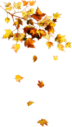 1428 Х - Branche D Arbre Automne (286x500)