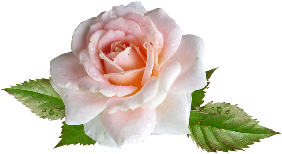 Rose, Pink, Flower, Rain Drops - Rose (960x540)