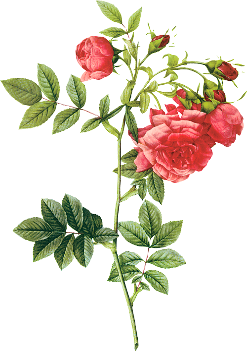 The Raphael Of Flowers Pierre-joseph Redoute - Pierre Joseph Redoute Rose Png (500x708)