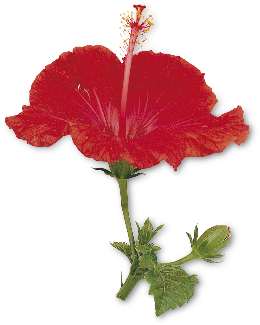 Parts Of A Flower (960x1176)