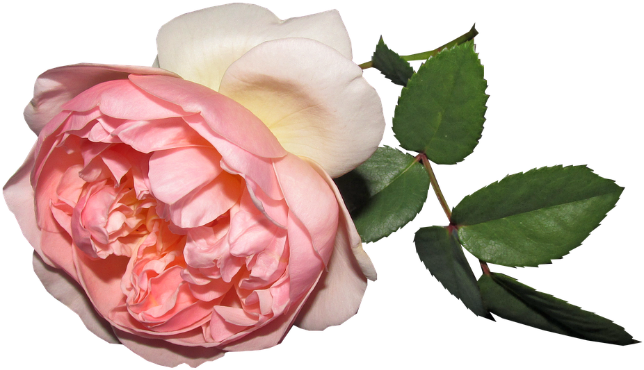 Flower, Rose, Summer, Cut Out - Rose (960x567)