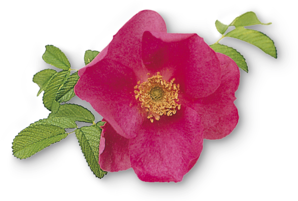 Plants Vs. Zombies (640x426)