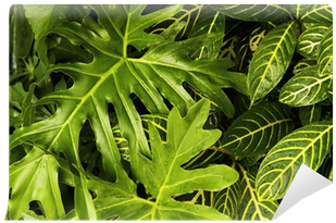 Fotosearch (400x400)